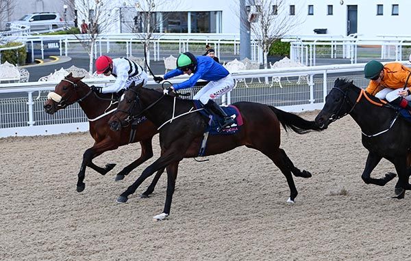 Happenstance (blue) beats Doctor Grace 