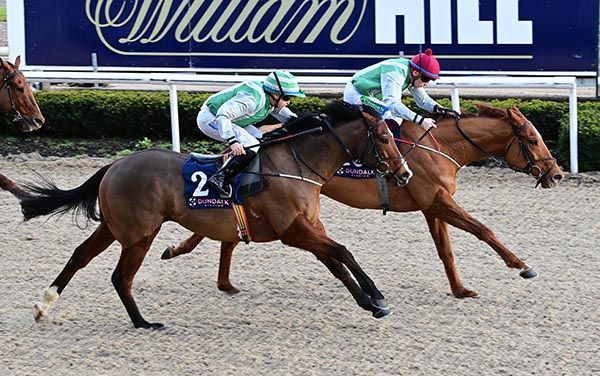 Mehman (far side) with stablemate Primo Uomo