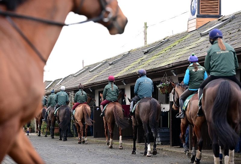 A large proportion of stable staff are women