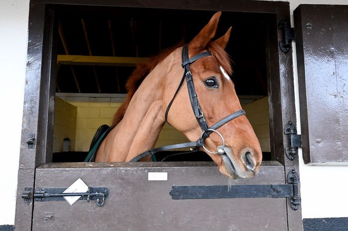 Vauban pictured at home in Closutton