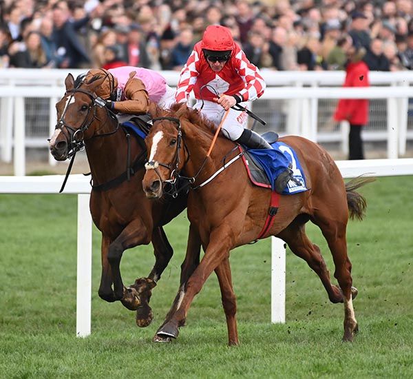 Faivoir and Pied Piper were separated by just a head in 2023 County Hurdle