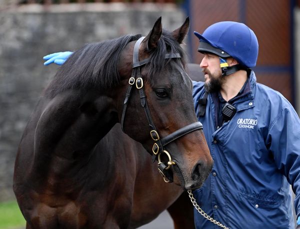 First season sire Blackbeard stretches his legs at Coolmore Stud