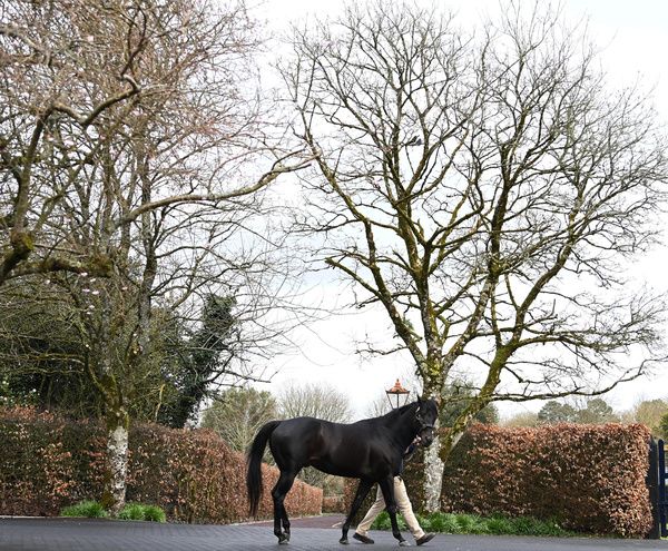 Wootton Bassett pictured at Coolmore Stud in 2023