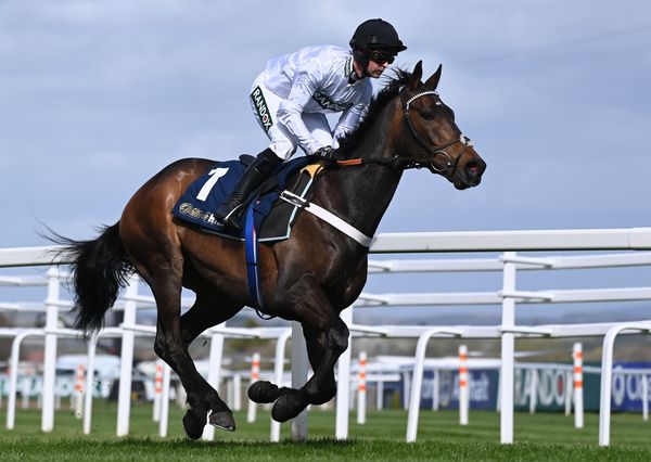 Constitution Hill expected to run at Newcastle