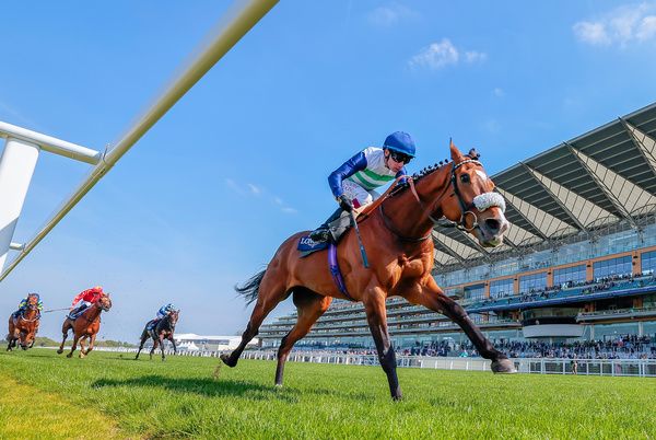 Wise Eagle chased home Coltrane at Ascot in May before running in Gold Cup. 