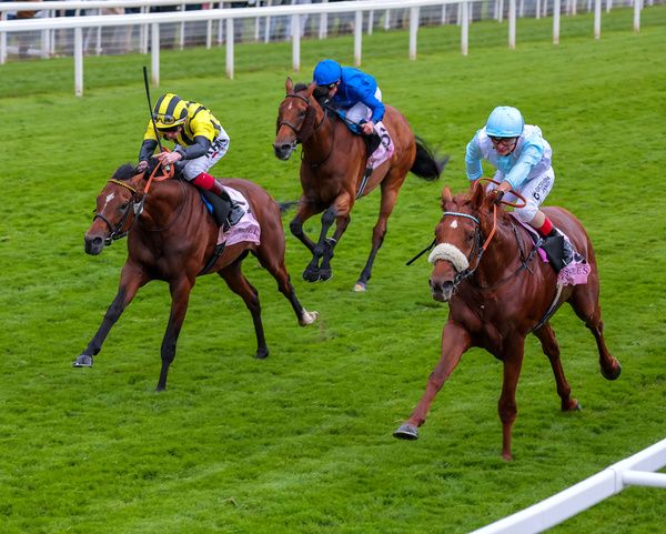 Giavellotto (right) beating Elder Eldarov at York