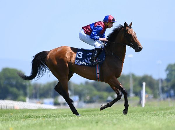 Luxembourg is standing as a national hunt stallion 