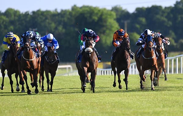 Jackie Brown (noseband) 