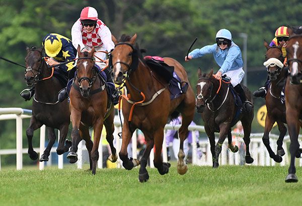 Jockey Charlie O'Dwyer (red and white) avoids loose horses on Pearlofflorida