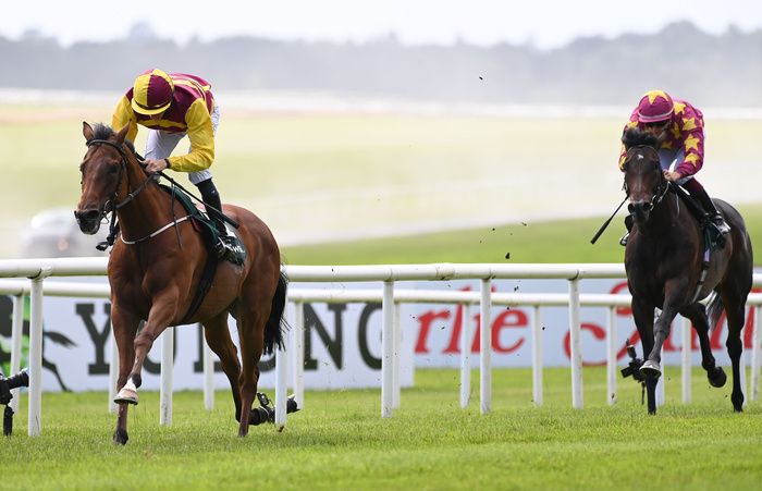 Mashhoor (left) represents Johnny Murtagh in tomorrow's Sky Bet York Stakes