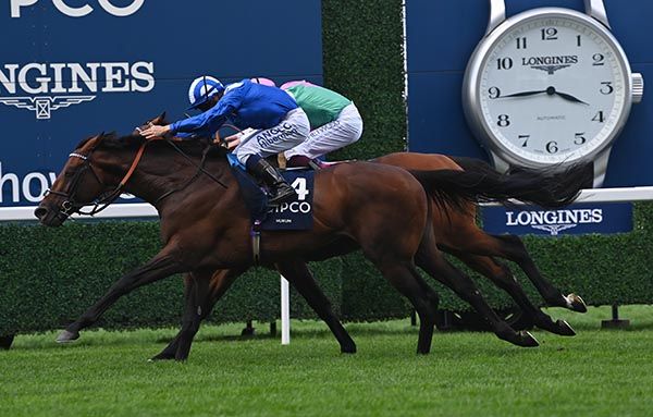 Hukum could head straight to Paris without another run following King George win. 