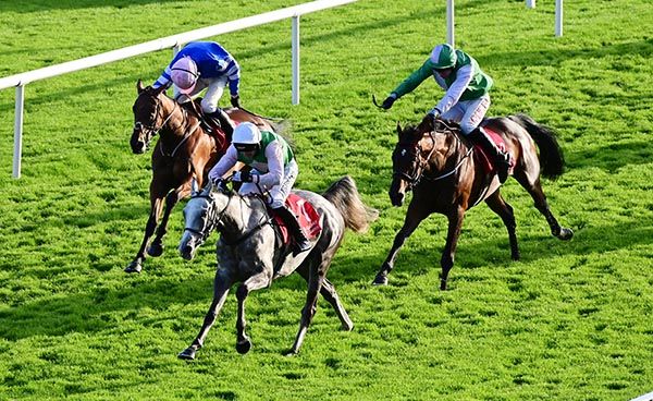 The grey My Great Mate stays on best 