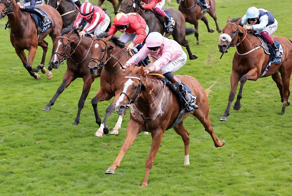 Live in The Dream (pink)