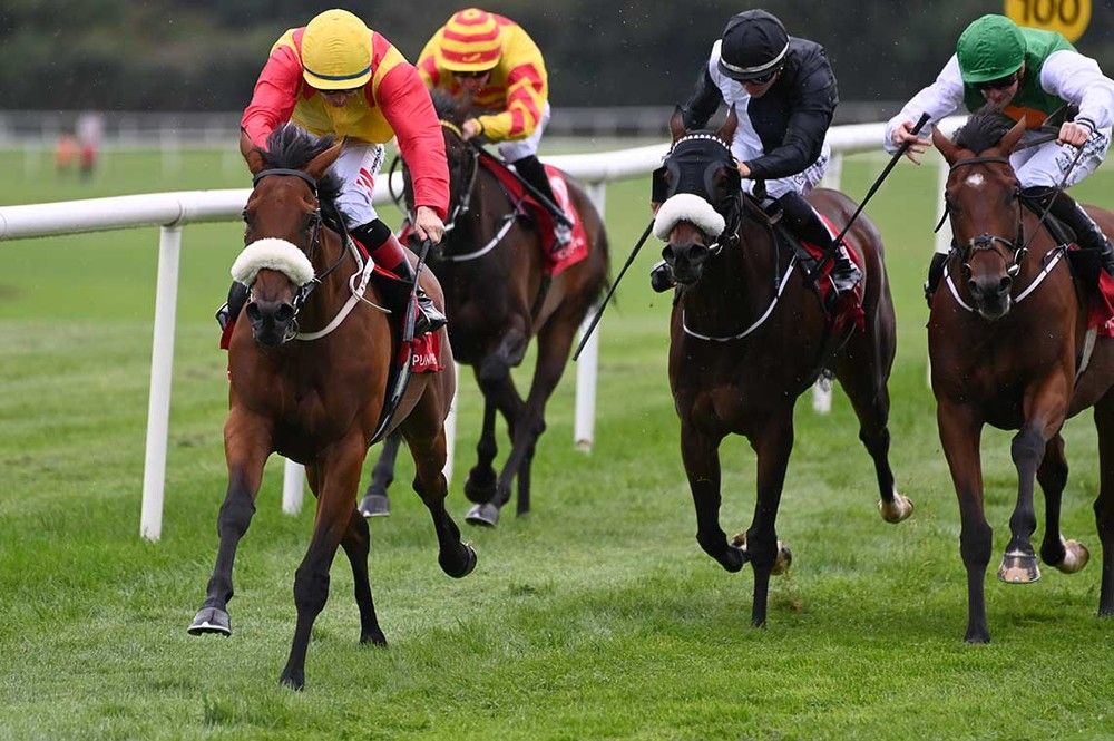 Perfect Poise, yellow cap