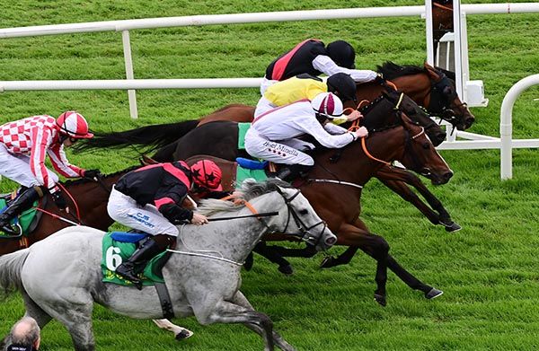 Dragon Of Malta, black cap far side, shades a head-bobbing finish