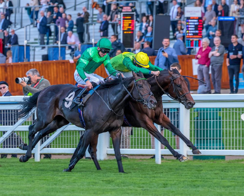 Metal Merchant (far side) beating Jeff Koons at Ascot last year