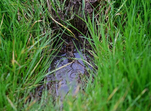 Hole - Festival Trials