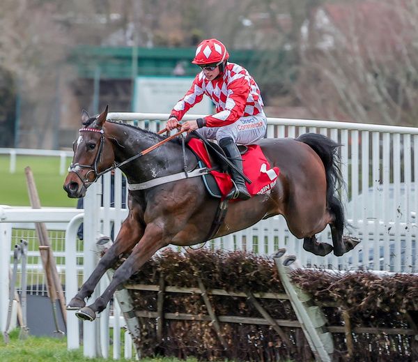 Jingko Blue (seen winning at Sandown)