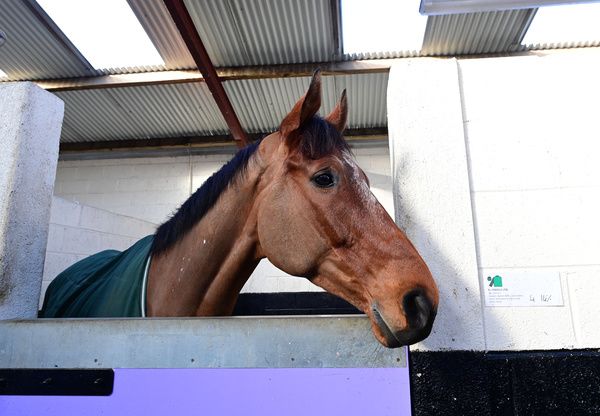 Willie Mullins Closutton Stables 12-February-2024.Cheltenham Festival Media Morning.El Fabiolo pictured in his stable.Healy Racing