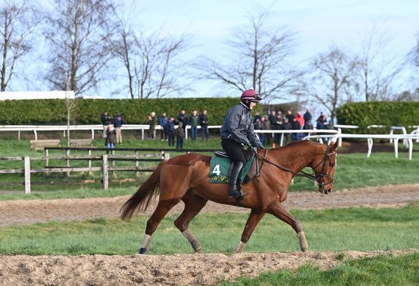 Monkfish is among 14 Willie Mullins trained entries