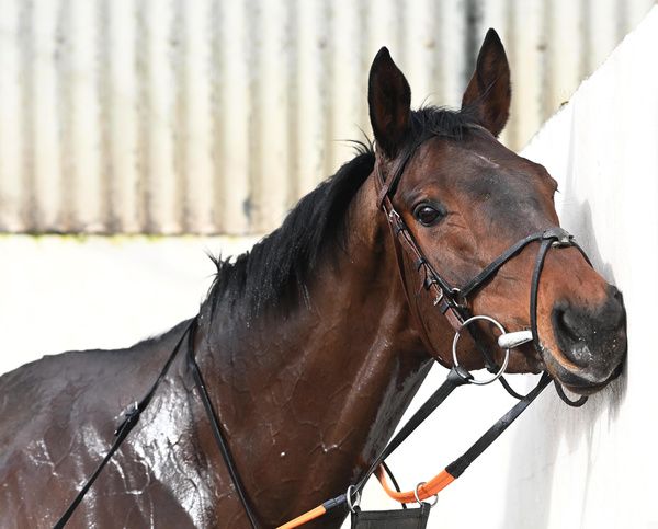 Brighterdaysahead enjoying being washed down after morning exercise at Cullentra Stables