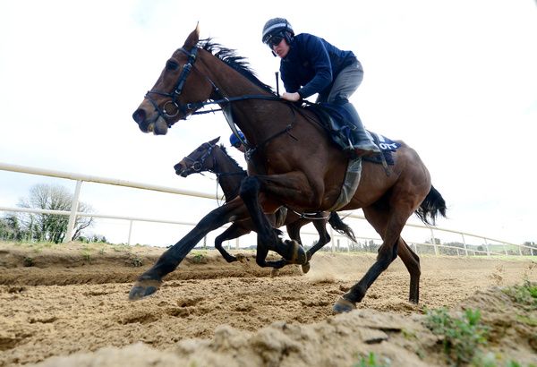 Gordon Elliot Cullentra Stables Cheltenham Festival Press Morning 26-2-24 Jalon D'oudaires and Harry Swan during morning exercise(Healy Racing)