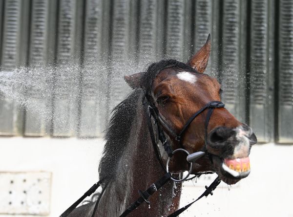 Gordon Elliot Cullentra Stables 26 2 24 Teahupoo gets washed down after morning exercise 