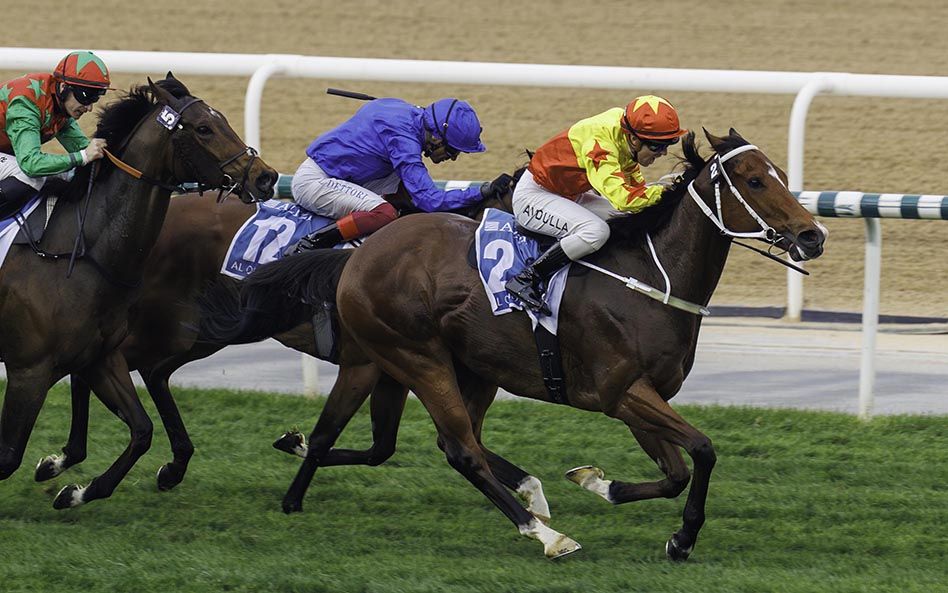 California Spangle (white bridle)