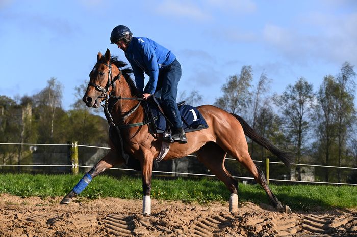 Paddy Twomey Athassel House Stables 16-April-2024One Look and Ambrose McCurtain on the gallops.Healy Racing