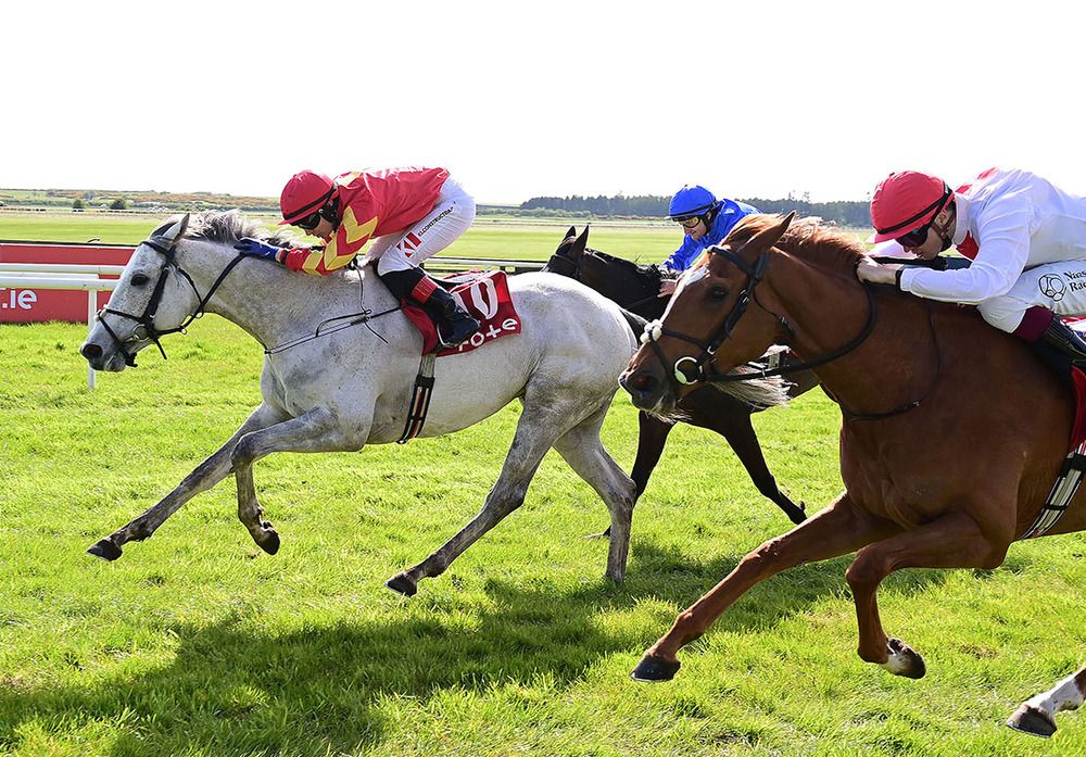 White Birch - back at HQ in search of further Curragh gains