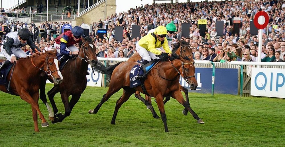 Elmalka, yellow and black, finishes best