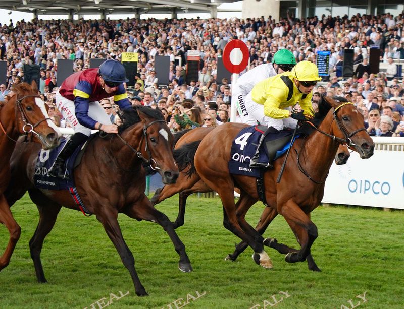 Elmalka (yellow) won the 2024 Qipco 1,000 Guineas at Newmarket for owner Sheikh Ahmed Al Maktoum