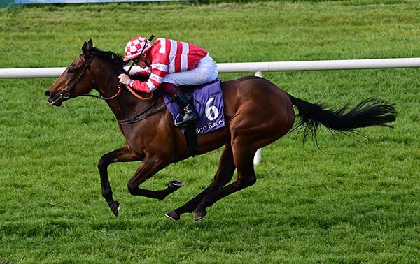 Sligo 14 5 24 Sheen Falls Time  Nathan Crosse win the Enda McGoldrick handicap 