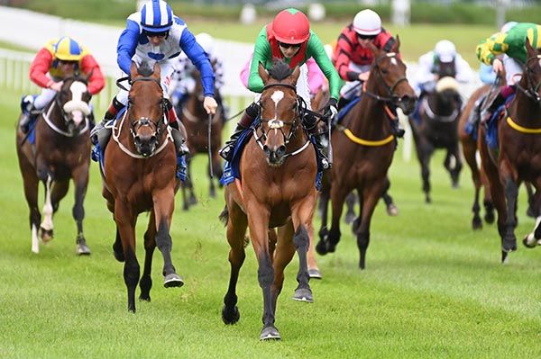 Orchidaceae (green and red)