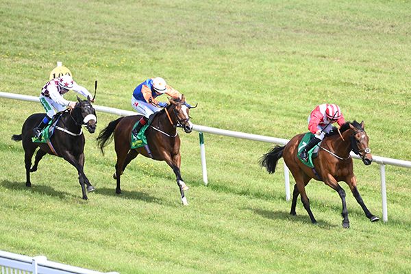 The Blue Panther is not for catching  