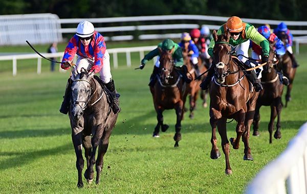 The Gray Ghost (left) beats Ballysax Hank