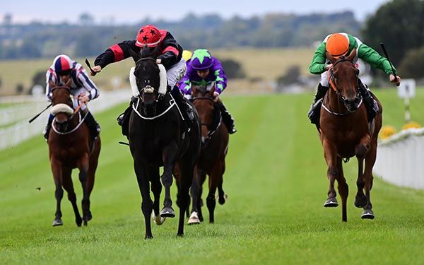 No More Porter (black and red)
