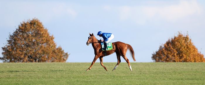 Desert Flower and William Buick after Guineas glory