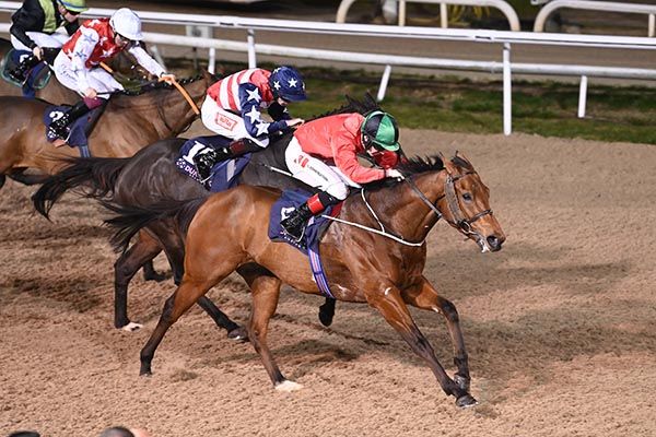 Tribal Moon - goes jumping at Sligo this afternoon