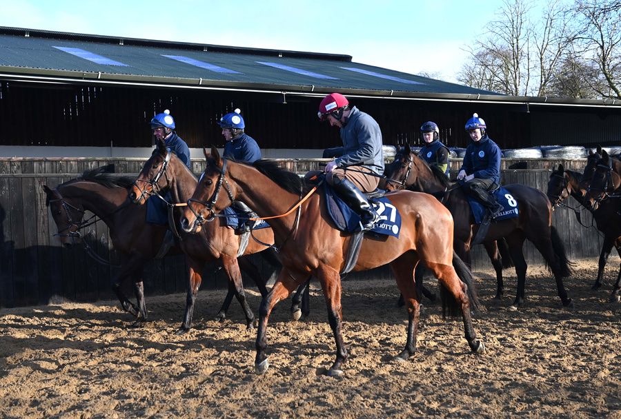 Teahupoo (nearest) at Gordon Elliott's Cullentra Stables 