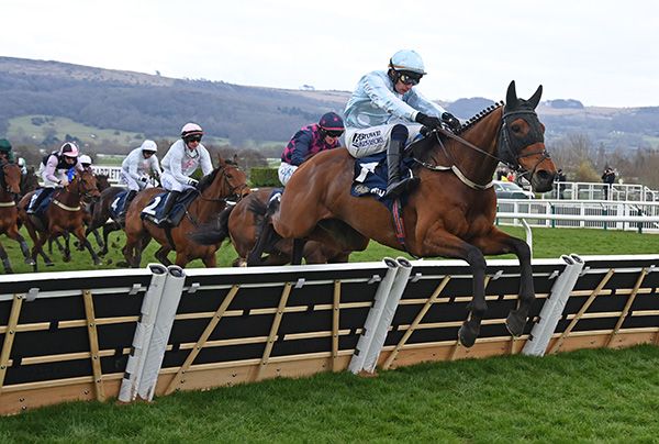 14-3-25 Cheltenham.Kargese and Paul Townend win the William Hill County Handicap Hurdle.Healy Racing Photo
