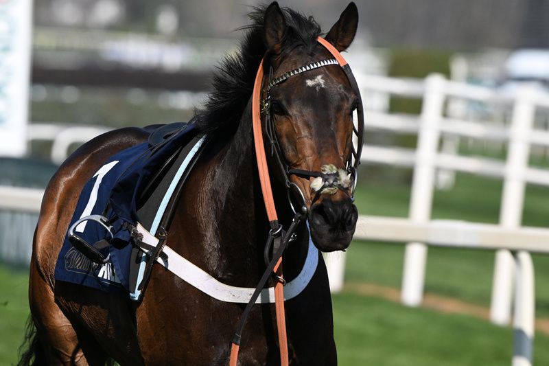 Aintree 3-April-2025The riderless Constitution Hill racing up the track.Healy Racing
