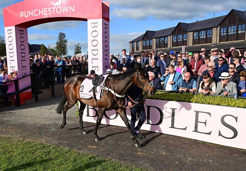 Boodles Champion Hurdle Constitution Hill in the parade ring ahead of his 5th place finish behind State Man 