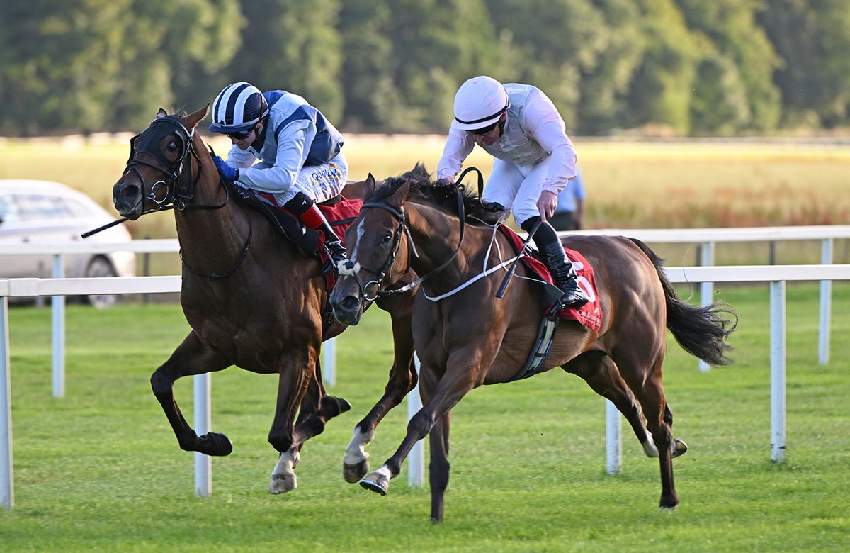 Vervain, near side, shades Whats New