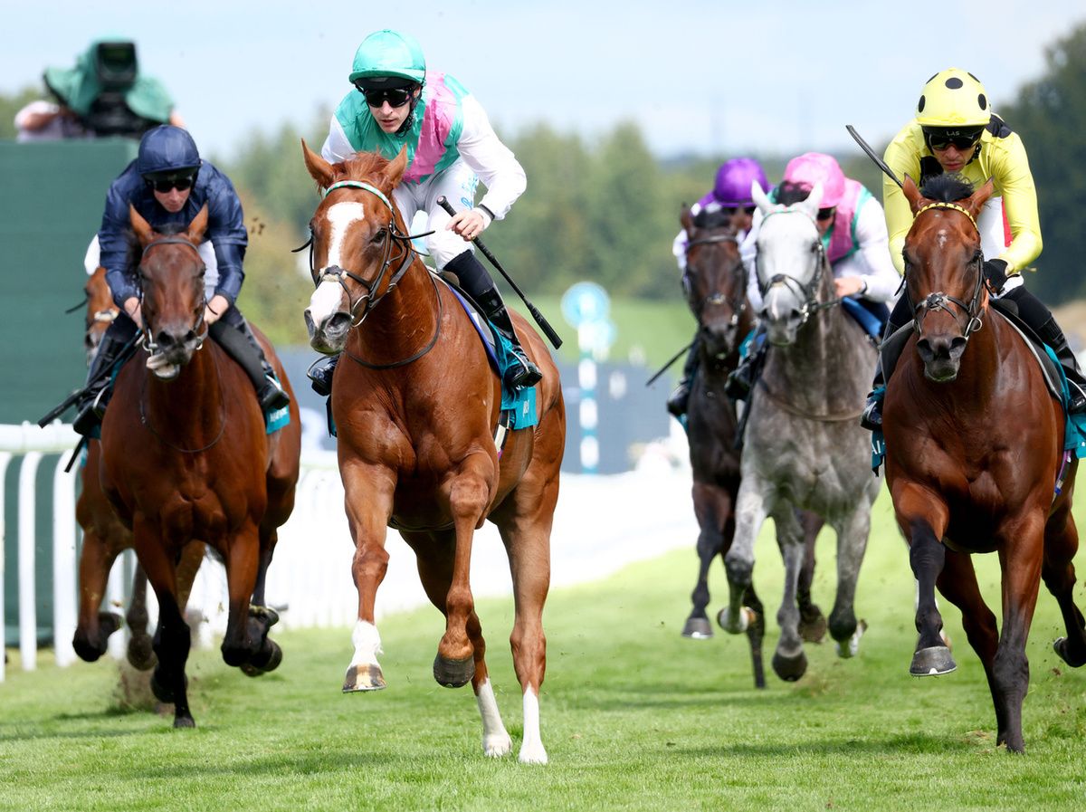 The grey Field Of Gold pictured finishing behind Qirat