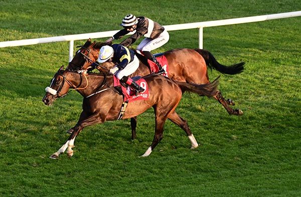 Thegooseiscooked has her head in front