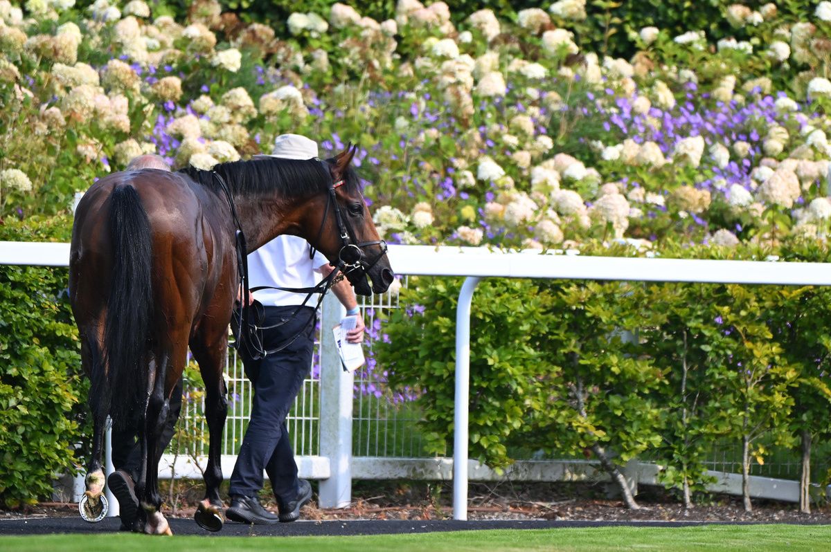 Zahrann after his victory at the Curragh