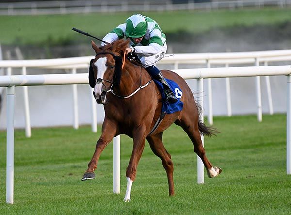 Free Solo and Ben Coen