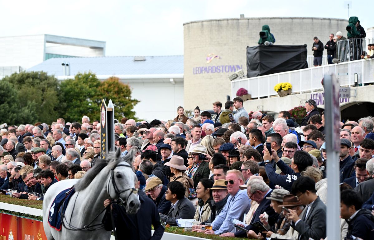 Good ground at Leopardstown ahead of Saturday's action