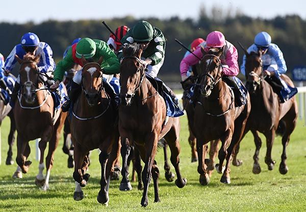 Miracle Beauty (dark green, white spots on sleeves) 